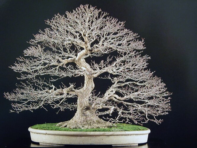 acer palmatum kokufu77