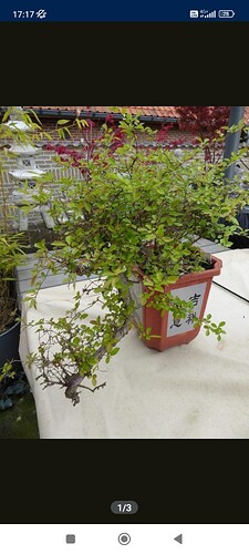 Screenshot_2024-09-08-17-17-25-553_be.tweedehands.m