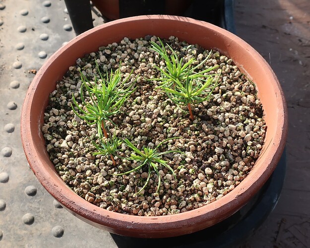 pinus pentaphylla semis 2024 07 31