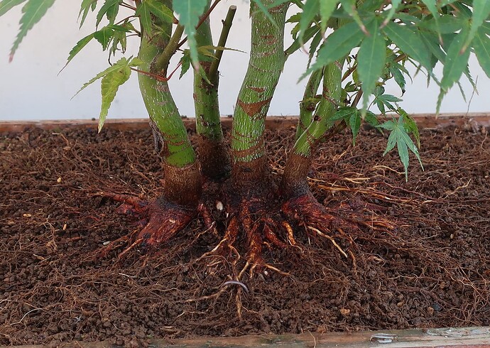 acer palmatum katsura 2022 08 30 (7)