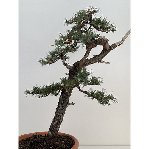 cedrus-i-7478