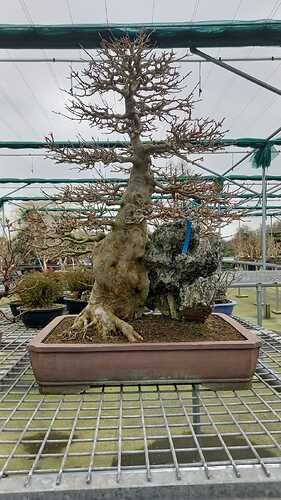 IMG-20240222-WA0004