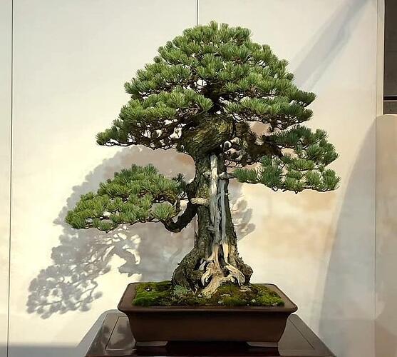 pinus pentaphylla chokkan Kokufu2021