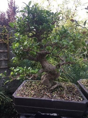 Ficus retusa 2 mois apres defoliation