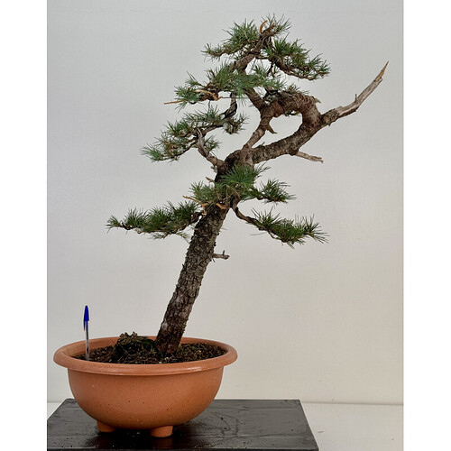 cedrus-i-74781
