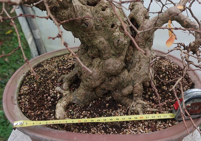 carpinus coreana 2024 12 09 (14)