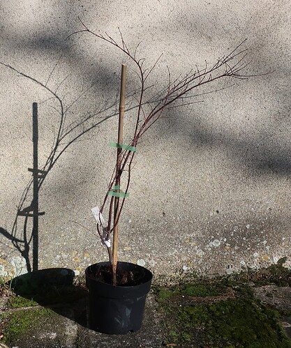 acer palmatum arakawa 2024 01 19 (4)