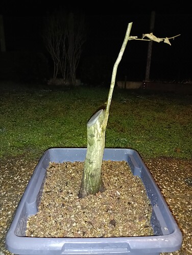 IMG_20231206_200904_513