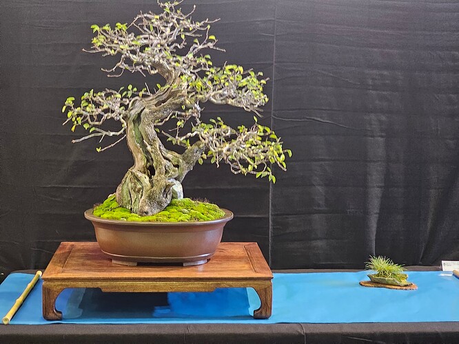 Prunus Mahaleb