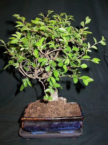 Ulmus_parvifolia