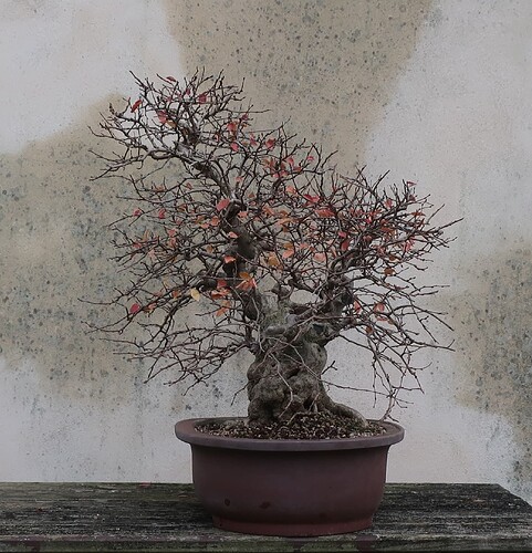 carpinus coreana 2024 12 09 (11)