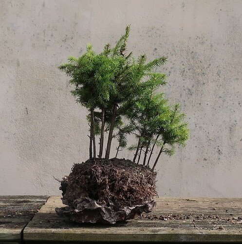 picea glehnii 2024 03 19 (6)
