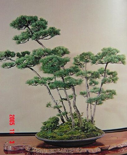 pinus pentaphylla bosquet