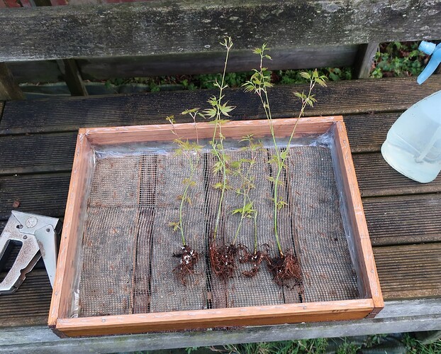 acer palmatum katsura 2020 03 06 (2)