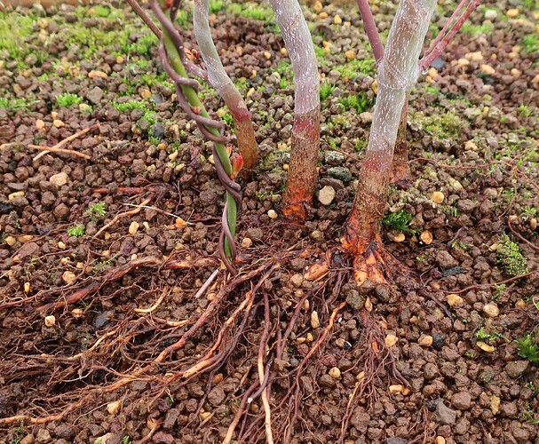 acer palmatum katsura 2021 02 22 004