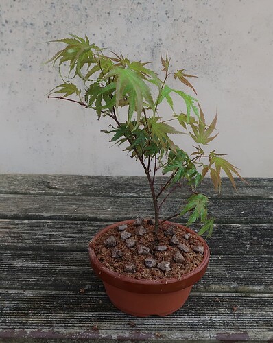 acer palmatum arakawa 2024 08 01 (9)