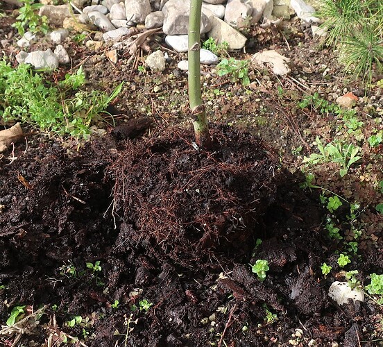 acer palmatum arakawa 2024 02 27 (2)