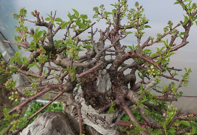 prunus mahaleb ikigai 2024 03 29 (4)