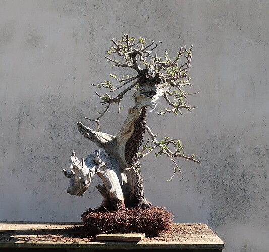 prunus mahaleb ikigai 2024 03 20 (7)