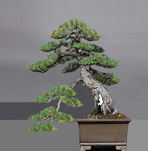 pinus pentaphylla shari 2023 08 01 (13-2)