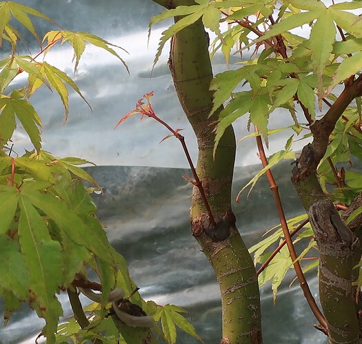 acer palmatum katsura 2024 05 10