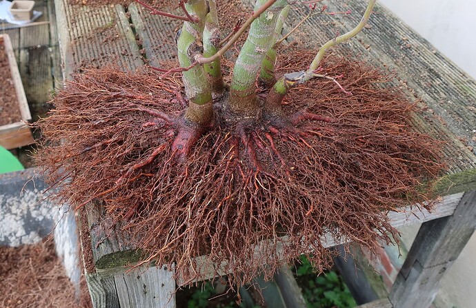 acer palmatum katsura 2024 02 15 (13)