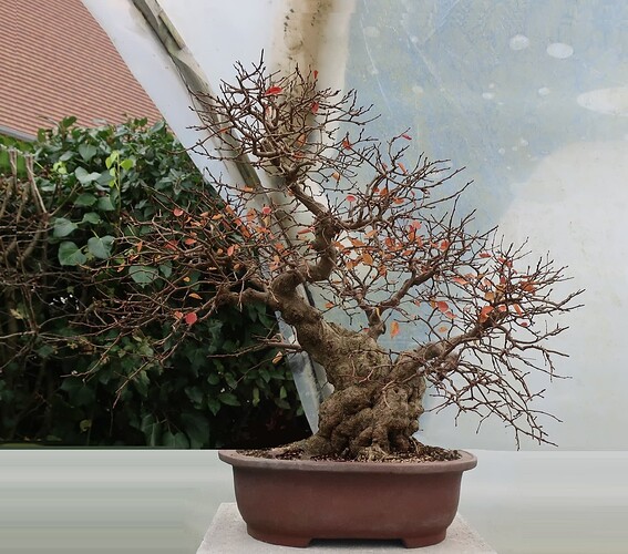 carpinus coreana 2024 12 11 (8virt)