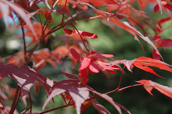 Acer_Palamtum_BlooGood_fleurs