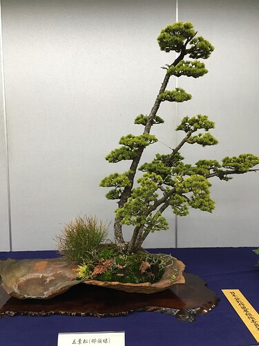 pinus pentaphylla sakufuten