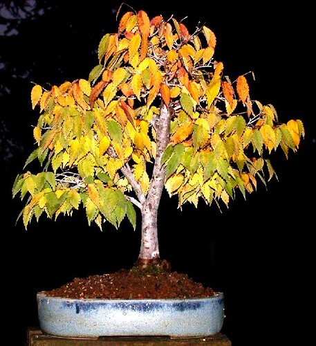 Zelkova_serrata_automne