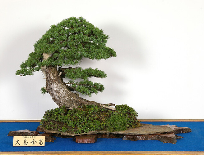 pinus pentaphylla battu par les vents