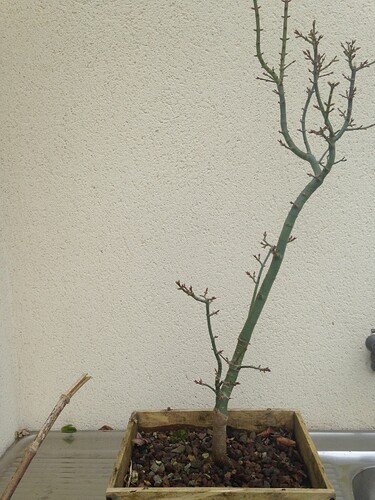 AP Shishigashira Plant mère