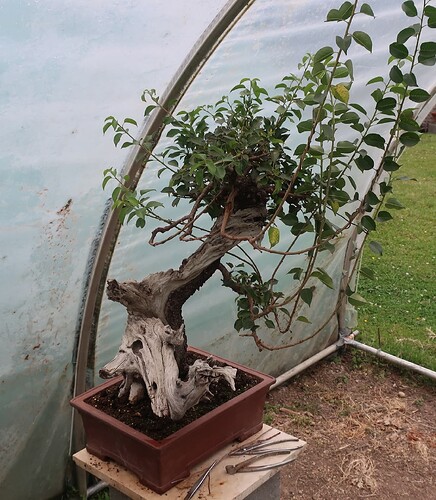 prunus mahaleb ikigai 2024 07 16 (1)