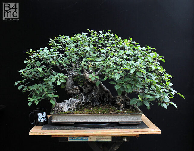 bonsai-images-290621-047-copyright-1024x795