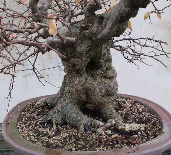 carpinus coreana 2024 12 09 (8)