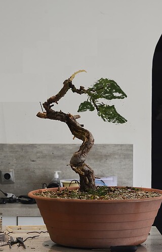 virtu junip clem