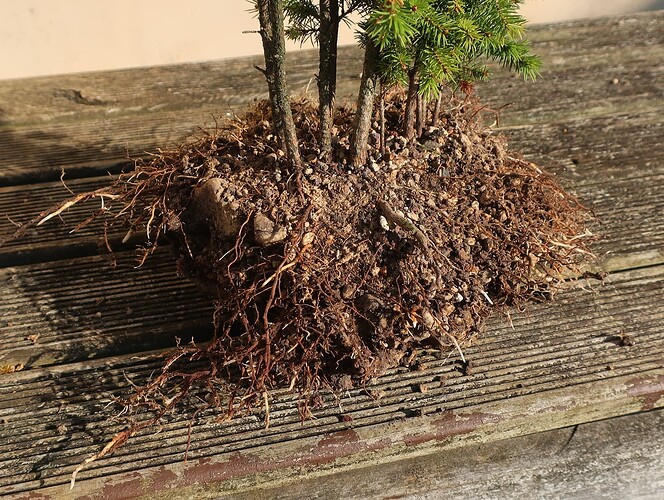 picea glehnii 2024 08 27 (4)