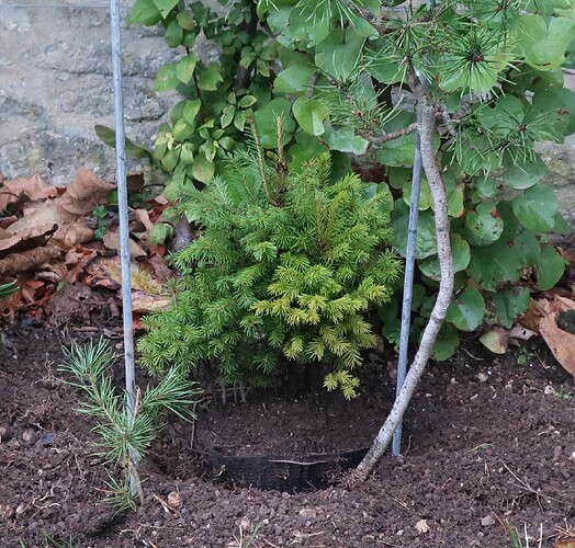 picea glehnii 2023 10 18 (1)