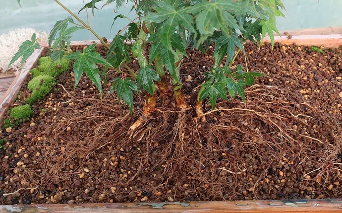 acer palmatum katsura 2020 09 17 008