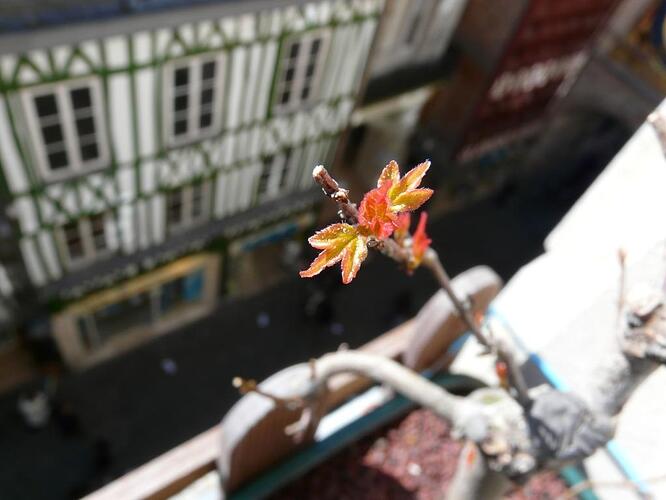 Acer_Buerger_Debourrage