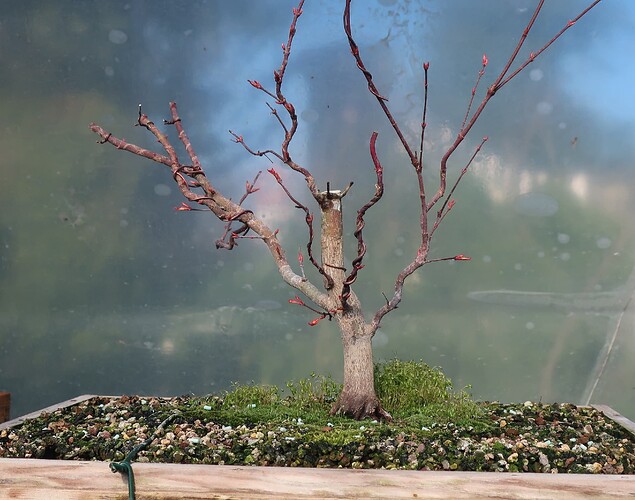 acer palmatum beni chidori 2020 03 24 001