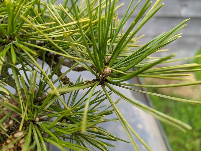 PXL_20240404_160315786.MP