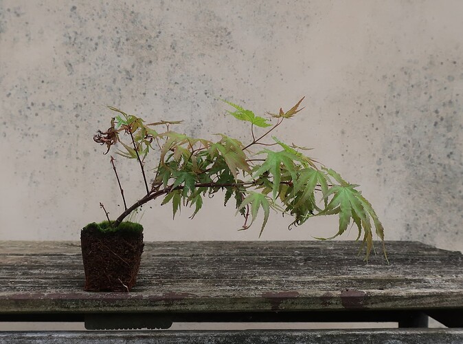 acer palmatum arakawa 2024 08 01 (4)