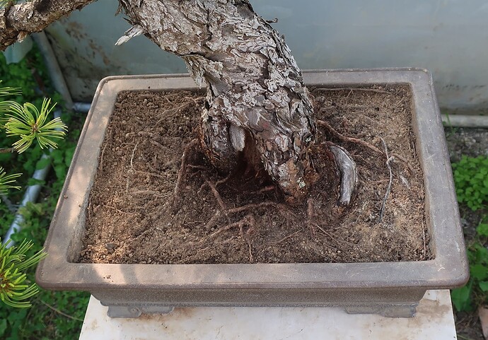 pinus pentaphylla shari 2024 05 22 (1 avant arrosage)