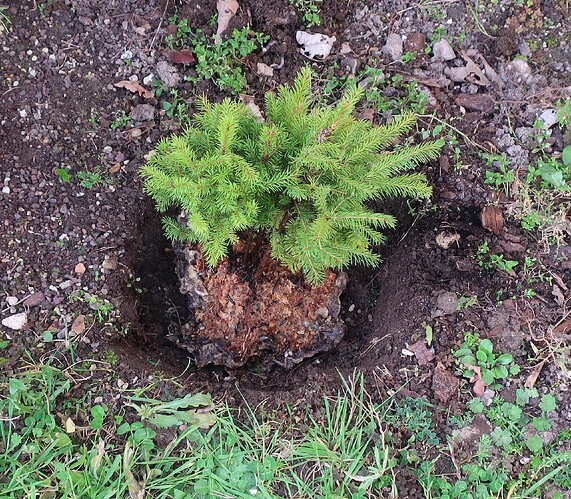 picea glehnii 2024 03 19 (19)