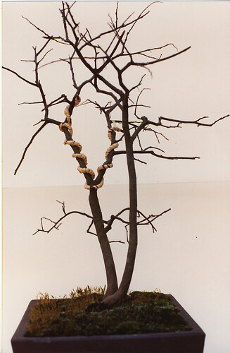 2celtis91c