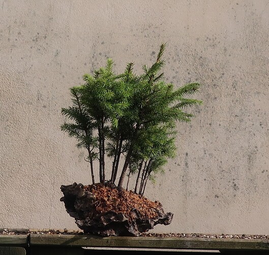 picea glehnii 2024 03 19 (15)