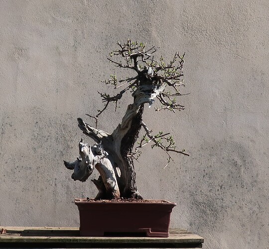 prunus mahaleb ikigai 2024 03 20 (10)