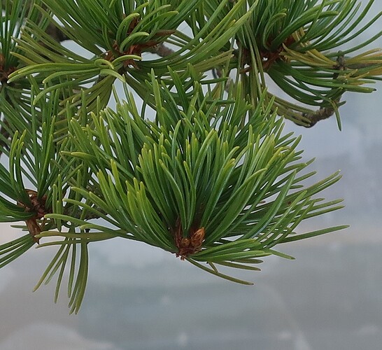 pinus pentaphylla shari 2024 08 28 (3)