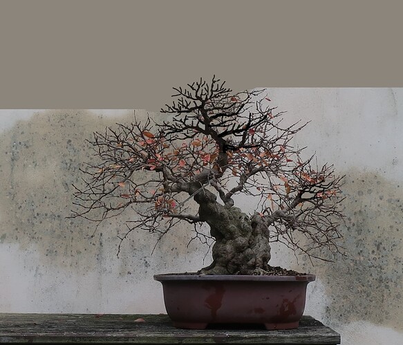 carpinus coreana 2024 12 09 (5virt3)